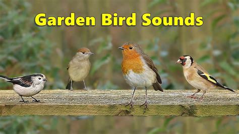 Bird noises - May 2, 2017 · 0:11 Tawny Owl0:48 Barn Owl1:17 Little Owl1:45 Common Snipe2:17 European Nightjar2:49 European Robin3:23 Common Nightingale3:58 Sedge Warbler4:30 Corncrake4:... 